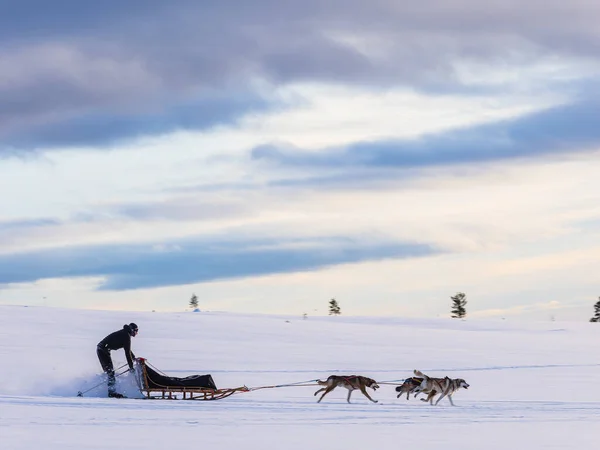 スウェーデンでの犬ぞり — ストック写真