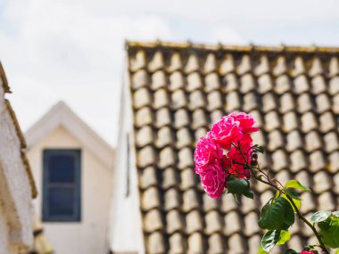 Binanın önündeki çiçekler.