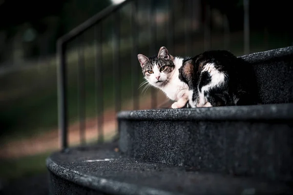 Gato Sentado Escalera Madeira — Foto de Stock