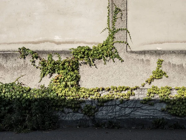 Grüner Efeu Wächst Fassade — Stockfoto