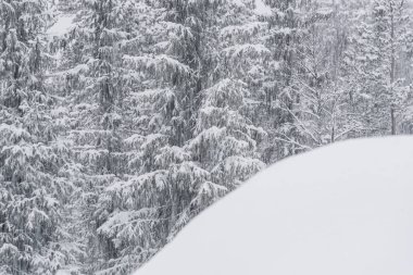 Kış ormanında kar yağışı