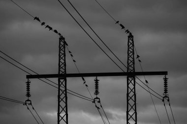 Alacakaranlıkta güç hattında oturan kuşlar