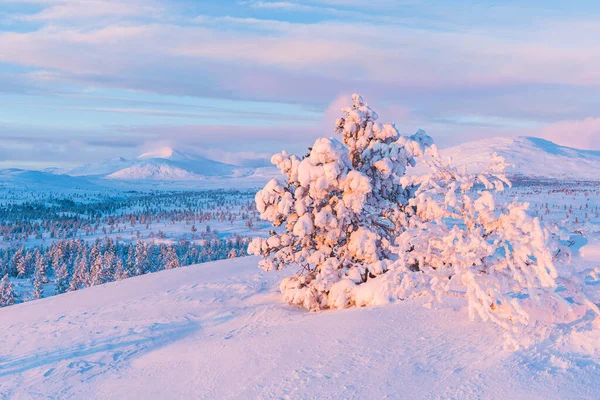 Neve Coberto Árvores Frente Paisagem Montanha — Fotografia de Stock