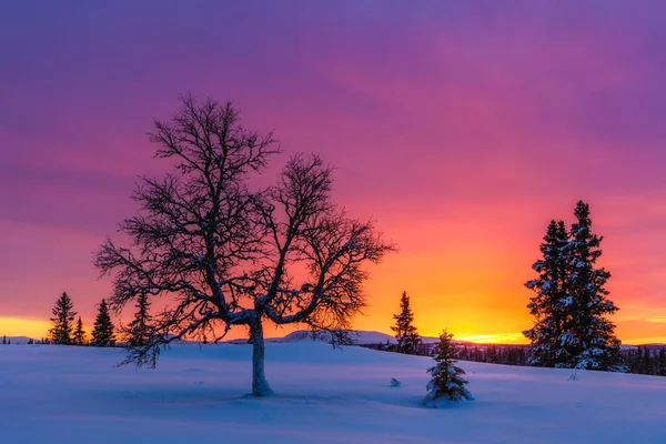 Bäume Der Winterlandschaft Mit Buntem Sonnenuntergang — Stockfoto