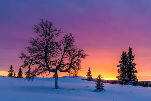 Árvores Paisagem Inverno Com Pôr Sol Colorido — Fotografia de Stock