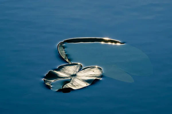 Lily Φύλλα Στο Νερό Σουηδία — Φωτογραφία Αρχείου