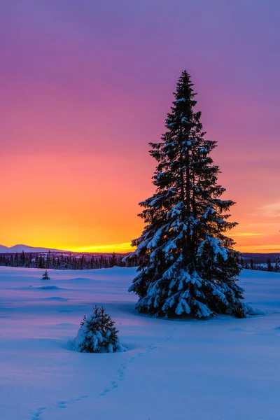 Árvores Paisagem Inverno Com Pôr Sol Colorido — Fotografia de Stock