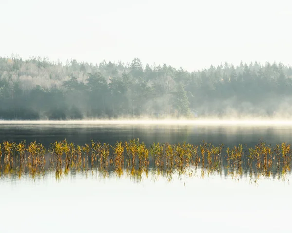 Спокойная Утренняя Сцена Спокойного Шведского Озера Окружении Тумана Деревьев Тростника — стоковое фото