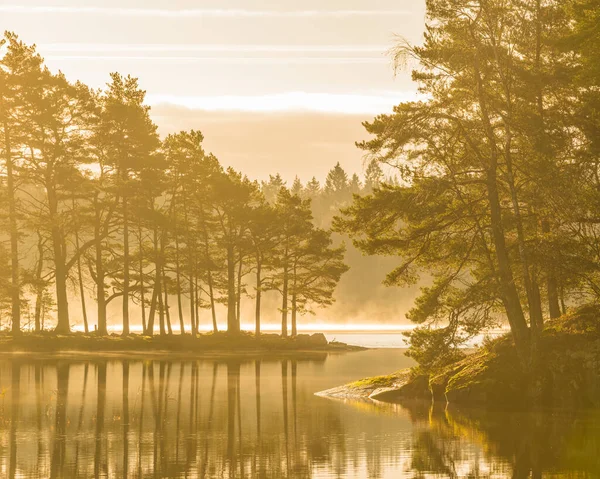 Lever Soleil Paisible Dans Une Forêt Suédoise Avec Des Rayons — Photo