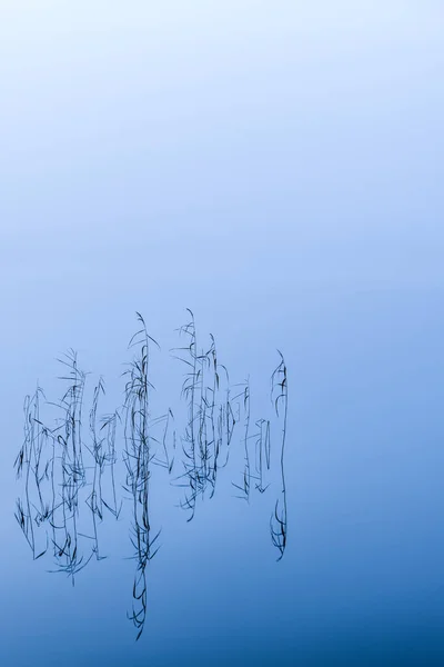 Durgun Sisli Göl Sazlık Grubu — Stok fotoğraf