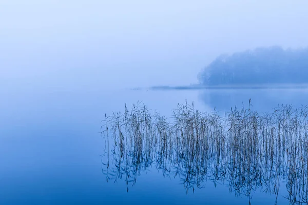 Reeds Στην Ακίνητη Και Ομιχλώδη Λίμνη — Φωτογραφία Αρχείου