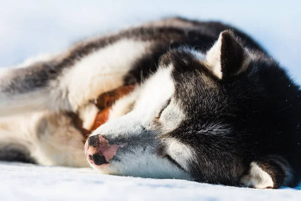Втомлений Хаскі Собака Відпочиває Замерзлому Морі — стокове фото