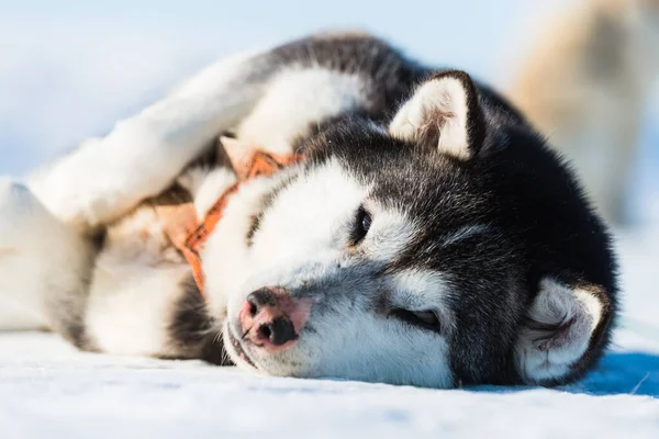 Tired husky dog resting on frozen sea.