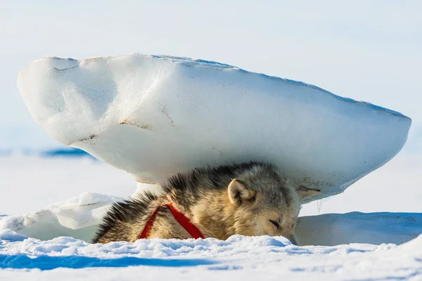 Siberiano Perro Husky Descansando Bajo Bloque Nieve —  Fotos de Stock