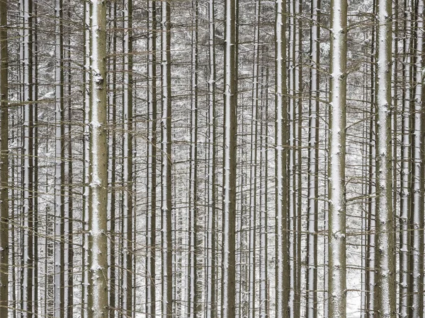 Une Paisible Scène Hivernale Suède Avec Une Forêt Enneigée Troncs — Photo