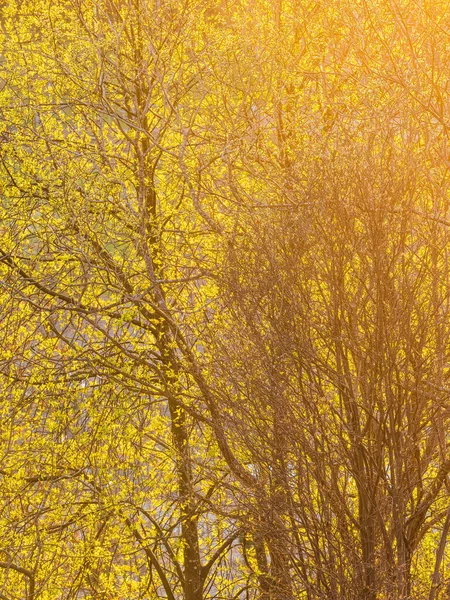 Lever Soleil Plonge Une Branche Arbre Dans Lumière Dorée Soleil — Photo