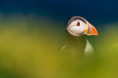 Martı portresi, Mykines, Faroe Adaları