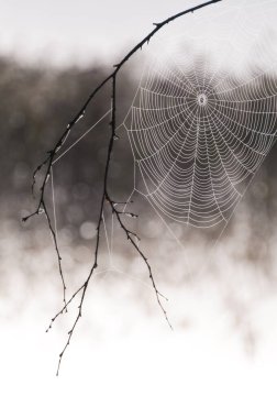 Finnsjon, Molnlycke, İsveç ve Avrupa 'da incecik örümcek ağına yakın durun.