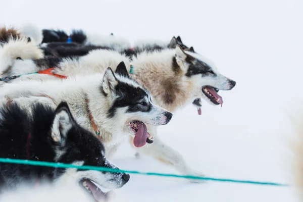 Χάσκι Σκυλιά Τρέχουν Στην Παγωμένη Θάλασσα Τραβώντας Ένα Έλκηθρο — Φωτογραφία Αρχείου