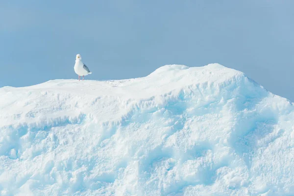 Oiseau Goéland Assis Sur Iceberg — Photo