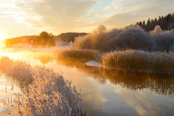 Frostbedecktes Schilf Säumt Bei Sonnenaufgang Einen Bach — Stockfoto