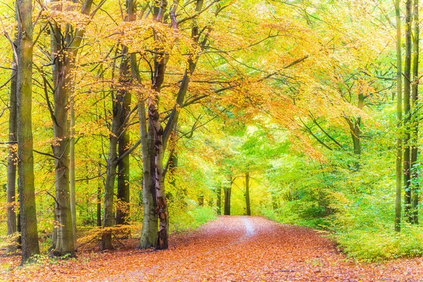 秋の森への道 スウェーデン ヨーロッパ — ストック写真