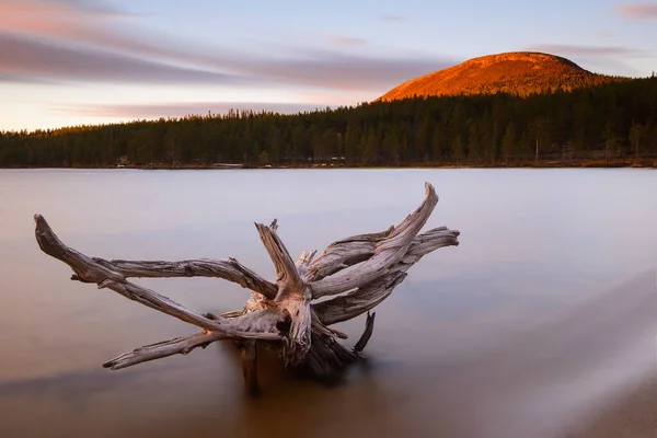 Drift Wood Lake Sunset Burusjon Dalarna Sweden — Stock fotografie