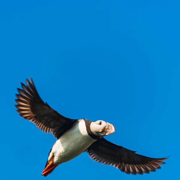 Puffin Voando Contra Céu Azul Claro Mykines Ilhas Faroé — Fotografia de Stock