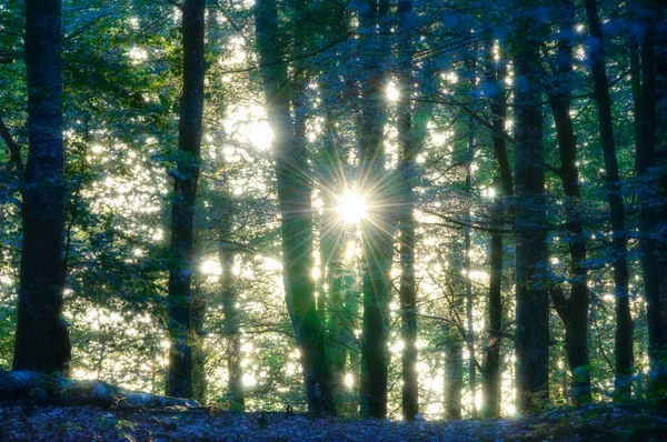 Foresta Soleggiata Attraverso Vetri Rotti Bastnas Varmland Svezia Europa — Foto Stock