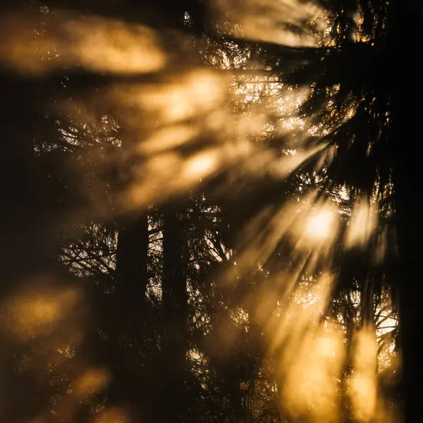 Luz Solar Que Brilla Través Del Bosque Hunneberg Suecia Europa —  Fotos de Stock