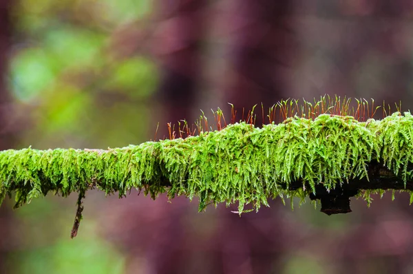 stock image Plant growth on branch, close up, Halleberg, Sweden, Europe