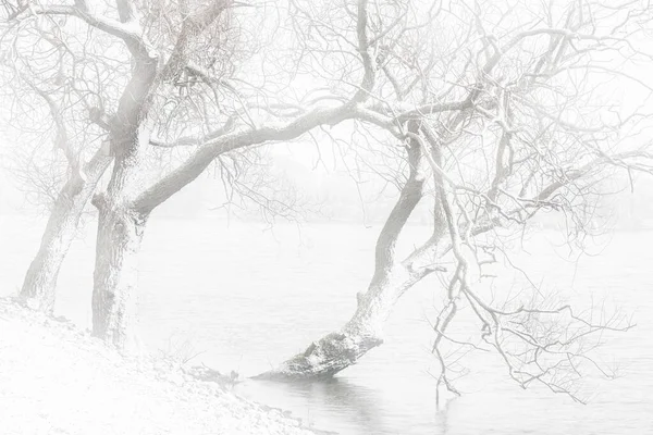 Uno Schizzo Albero Nudo Nel Mezzo Una Bufera Neve Ambientato — Foto Stock