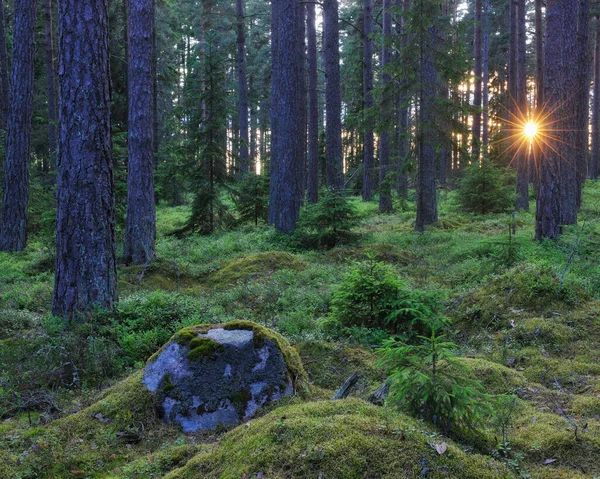 Luz Del Sol Través Del Pacífico Bosque Sueco —  Fotos de Stock
