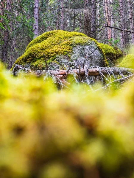 北西部の緑豊かな森の中で夏の日 鮮やかな苔が石の岩の上に成長し 自然の美しさを実証 — ストック写真