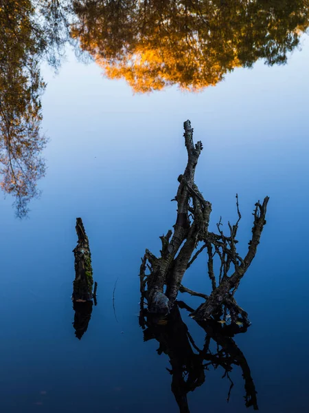 Спокойное Озеро Швеции Купается Солнечном Свете Воды Переполнены Пнями Деревьев — стоковое фото