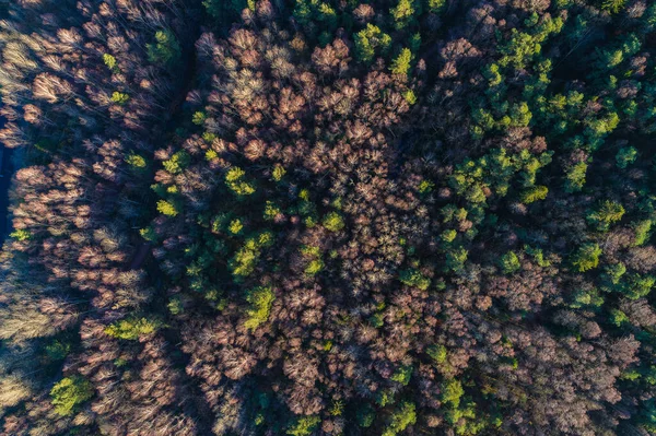 Дерева Лісі Зверху — стокове фото