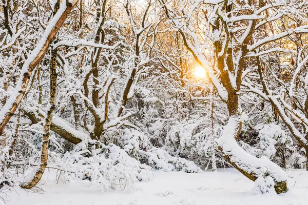 Μια Ήρεμη Χειμωνιάτικη Σκηνή Στη Σουηδία Ένα Χιονισμένο Δάσος Και — Φωτογραφία Αρχείου