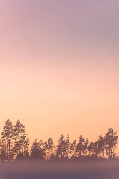 自然の美しさは穏やかな朝の太陽に照らされ スウェーデンの夜明けに静かな霧の森の風景を作り出します — ストック写真