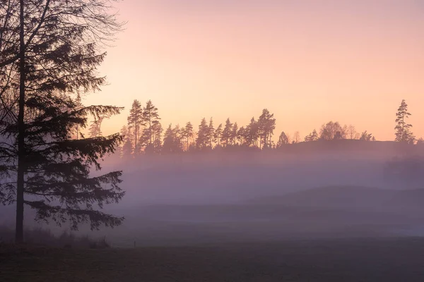 The beauty of nature is illuminated by the gentle morning sun, creating a tranquil foggy forest landscape at dawn in Sweden.