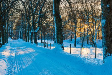 Beyaz karlı, dolambaçlı bir yol boyunca uzanan huzurlu bir kış ormanı yolu. Ağaçlar ve bitkiler, altın güneş çizgileriyle aydınlanan sakin bir zemin üzerinde ilerliyorlar..