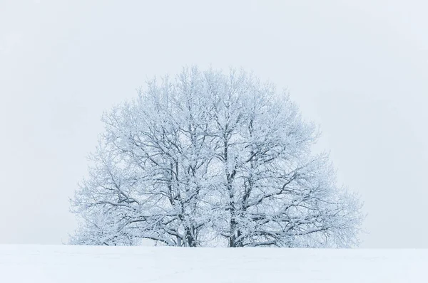Tranquil Winter Landscape Sweden Lone Bare Tree Snow Covered Branches — Stock Photo, Image