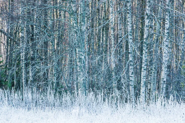 A wintery Swedish forest glistening with snow and ice, surrounded by frosted trees in a peaceful, cold day.