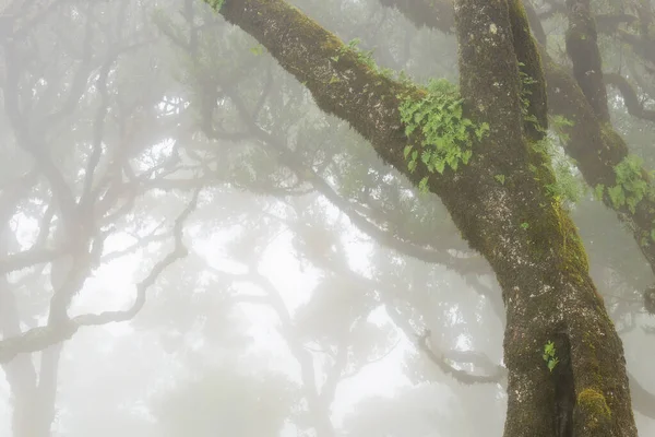 Misteriosa Niebla Cubre Exuberante Bosque Laurisilva Envoltura Torcida Prados Montañosos — Foto de Stock