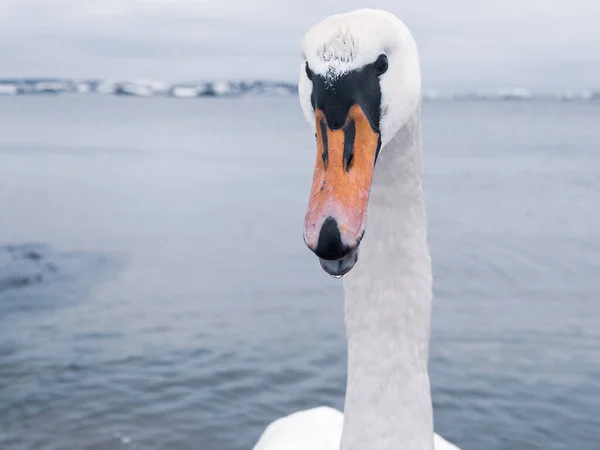 Ένας Θυμωμένος Κύκνος Στέκεται Στα Παγωμένα Νερά Της Σουηδίας Ένα — Φωτογραφία Αρχείου
