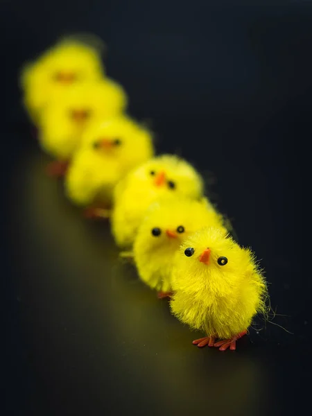 Pollos Amarillos Esponjosos Arreglados Para Decoración Pascua Estudio Perfecto Macrofotografía —  Fotos de Stock