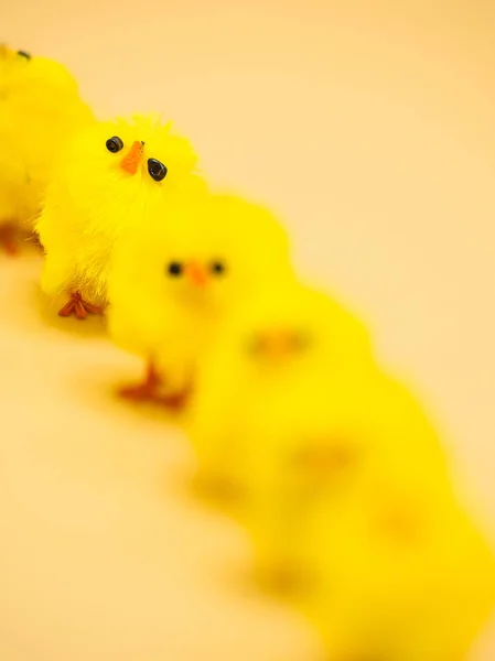 Galinhas Amarelas Fofas Organizadas Para Decoração Páscoa Estúdio Tema Macrofotografia — Fotografia de Stock