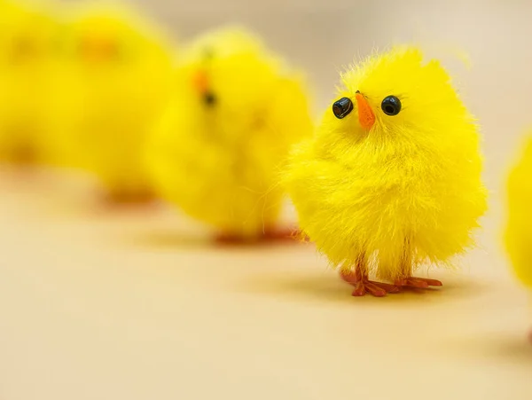 Fluffy Gele Kippen Gearrangeerd Voor Pasen Decoratie Een Studio Perfecte — Stockfoto