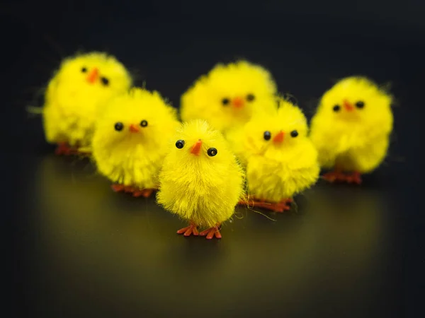 Pollos Amarillos Esponjosos Arreglados Para Decoración Pascua Estudio Perfecto Macrofotografía — Foto de Stock
