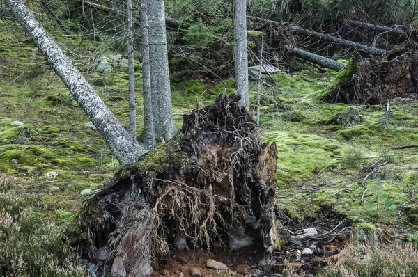 树木在田野里被砍倒了 树干散落在新的森林里 — 图库照片