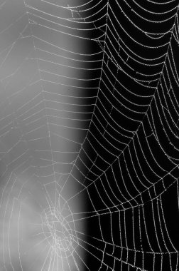 Örümcek ağını Fince, Molnlycke, İsveç ve Avrupa 'da kapatın